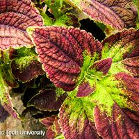 Solenostemon scutellarioides (Coleus)