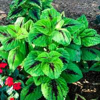 Solenostemon scutellarioides (Coleus)