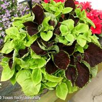 Solenostemon scutellarioides (Coleus)