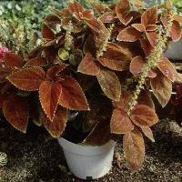 Solenostemon scutellarioides (Coleus)