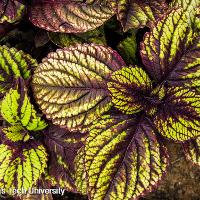 Solenostemon scutellarioides (Coleus)