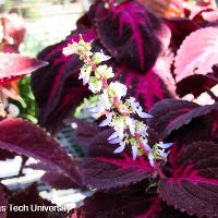 Solenostemon scutellarioides (Coleus)