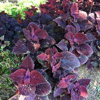 Solenostemon scutellarioides (Coleus)