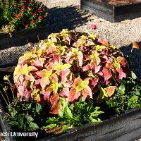 Solenostemon scutellarioides (Coleus)