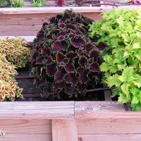 Solenostemon scutellarioides (Coleus)