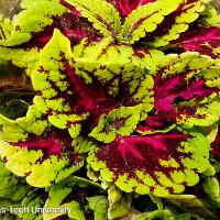 Solenostemon scutellarioides (Coleus)