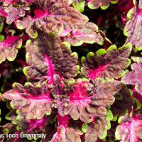 Solenostemon scutellarioides (Coleus)