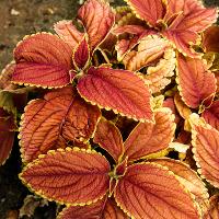 Solenostemon scutellarioides (Coleus)