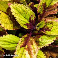 Solenostemon scutellarioides (Coleus)