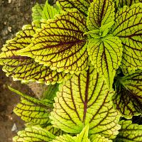 Solenostemon scutellarioides (Coleus)