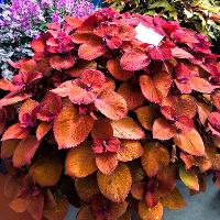 Solenostemon scutellarioides (Coleus)