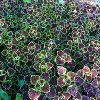 Solenostemon scutellarioides (Coleus)