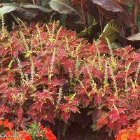 Solenostemon scutellarioides (Coleus)