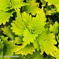 Solenostemon scutellarioides (Coleus)