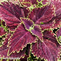 Solenostemon scutellarioides (Coleus)