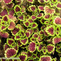 Solenostemon scutellarioides (Coleus)