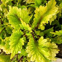 Solenostemon scutellarioides (Coleus)