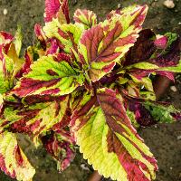 Solenostemon scutellarioides (Coleus)