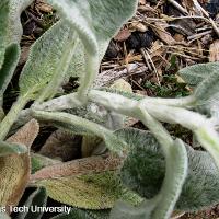 Stachys byzantina (Lamb’s Ear)