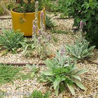 Stachys byzantina (Lamb’s Ear)