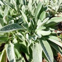 Stachys byzantina (Lamb’s Ear)