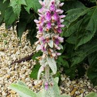 Stachys byzantina (Lamb’s Ear)