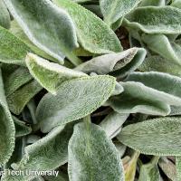 Stachys byzantina (Lamb’s Ear)