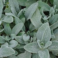 Stachys byzantina (Lamb’s Ear)