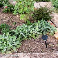 Stachys byzantina (Lamb’s Ear)