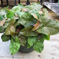 Syngonium podophyllum (Butterfly Nephthytis)