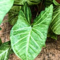 Syngonium podophyllum (Butterfly Nephthytis)