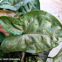 Syngonium podophyllum (Butterfly Nephthytis)