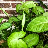 Syngonium podophyllum (Butterfly Nephthytis)