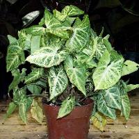 Syngonium podophyllum (Butterfly Nephthytis)