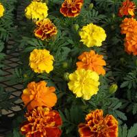 Tagetes patula (French Marigold)