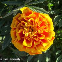 Tagetes patula (French Marigold)