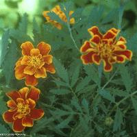Tagetes patula (French Marigold)