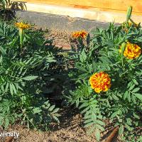 Tagetes patula (French Marigold)