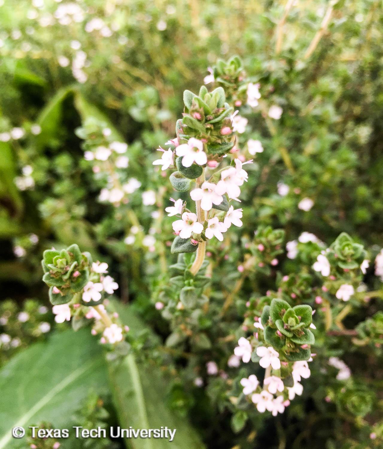 English Thyme Plant Resources Home TTU