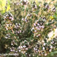 Thymus vulgaris (English Thyme)