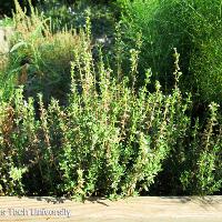 Thymus vulgaris (English Thyme)