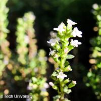 Thymus vulgaris (English Thyme)