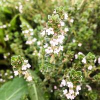 Thymus vulgaris (English Thyme)