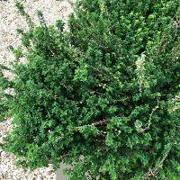 Thymus vulgaris (English Thyme)