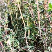 Thymus vulgaris (English Thyme)