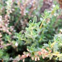 Thymus vulgaris (English Thyme)