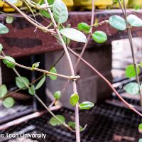 Trachelospermum asiaticum (Asian Jasmine)