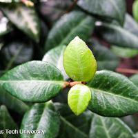 Trachelospermum asiaticum (Asian Jasmine)