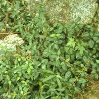 Trachelospermum asiaticum (Asian Jasmine)