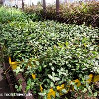 Trachelospermum asiaticum (Asian Jasmine)